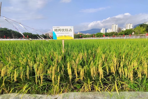 颶兩優鈺占