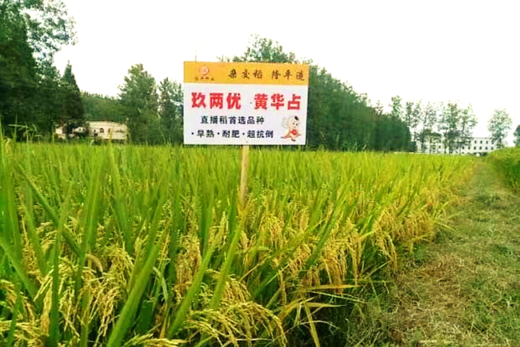 玖兩優黃華占